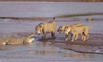 Crocodile vs Lions