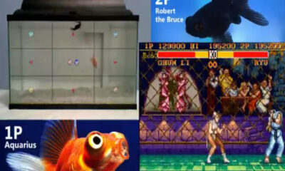 Fish Street Fighter 2
