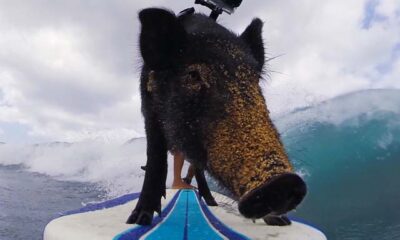 Kama surfing pig