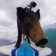 Kama surfing pig