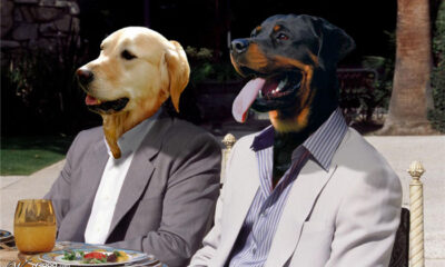Business Dogs
