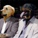 Business Dogs
