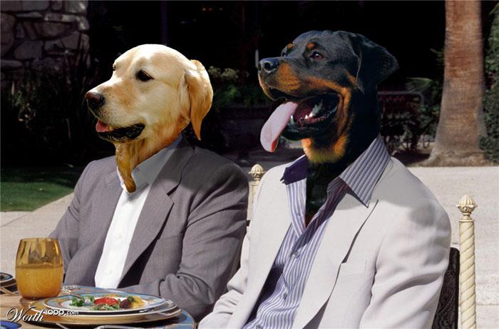 Business Dogs