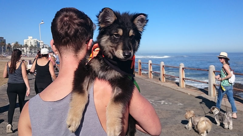 paws-on-the-promenade