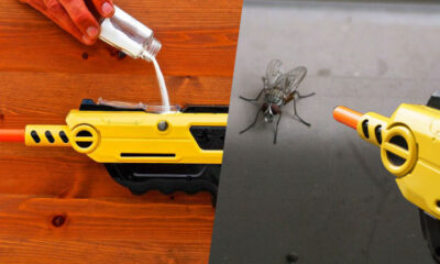 Bug a Salt Salt Shotgun for flies